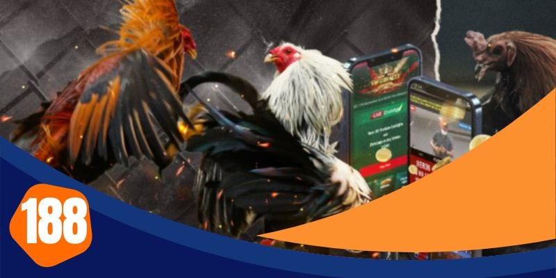 Sự hấp dẫn của những trận đấu đá gà tại thomo C3